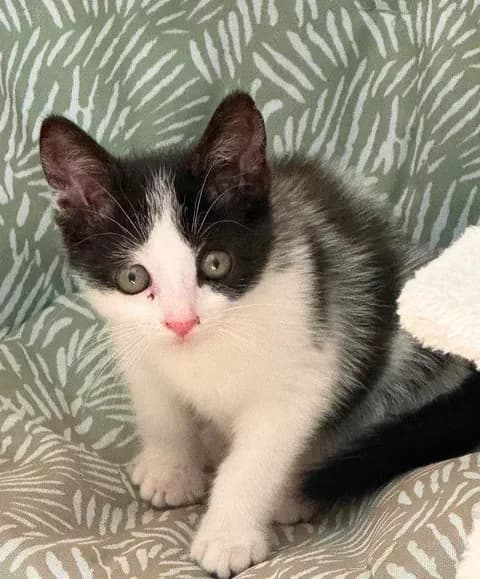 Lenola, male Mixed Breed for adoption at Le Clan Fel Ain