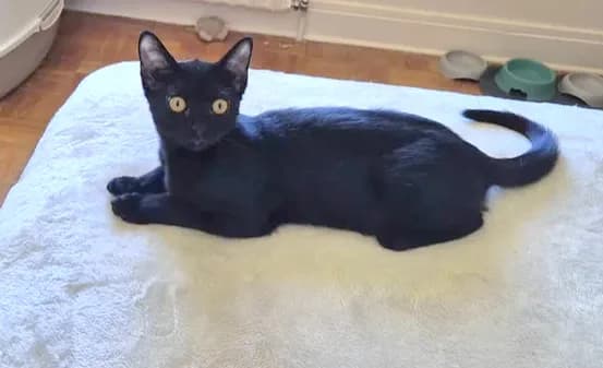 Mavis, female Mixed Breed for adoption at Le Clan Fel Ain
