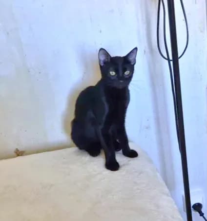 Nymphéa, male Mixed Breed for adoption at Le Clan Fel Ain