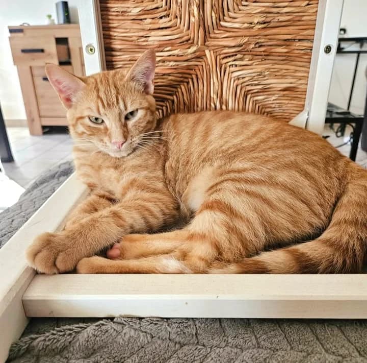 Rouby, male senior Mixed Breed for adoption at Le Clan Fel Ain