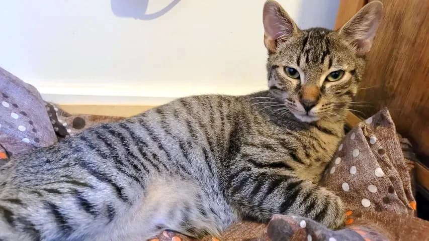 Scopello, female Mixed Breed for adoption at Le Clan Fel Ain