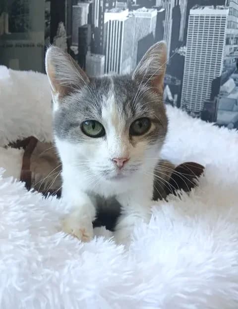 Tchoupie, female Mixed Breed for adoption at Le Clan Fel Ain