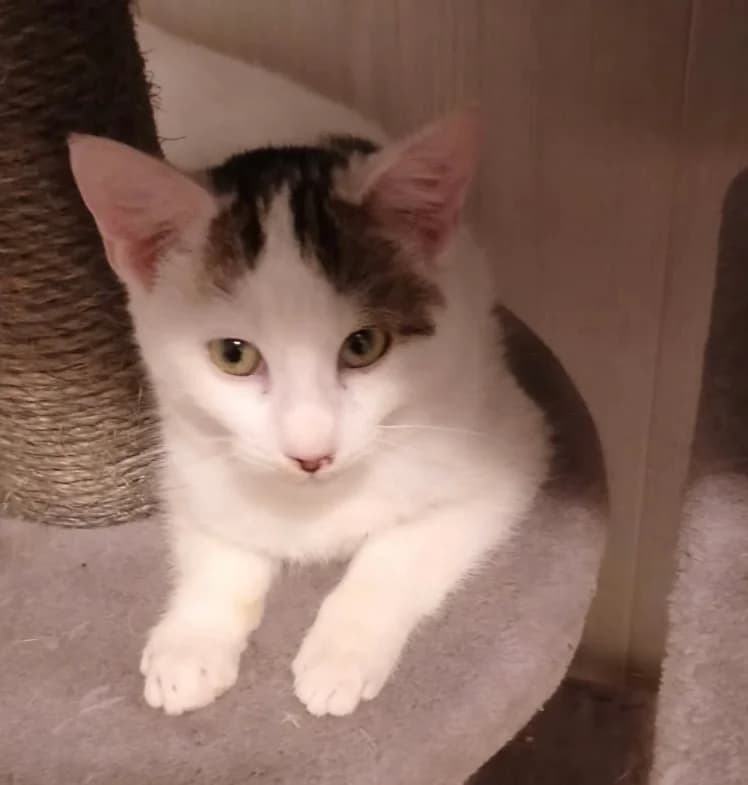 ASPIRINE, male young European Shorthair for adoption at Le Refuge 61