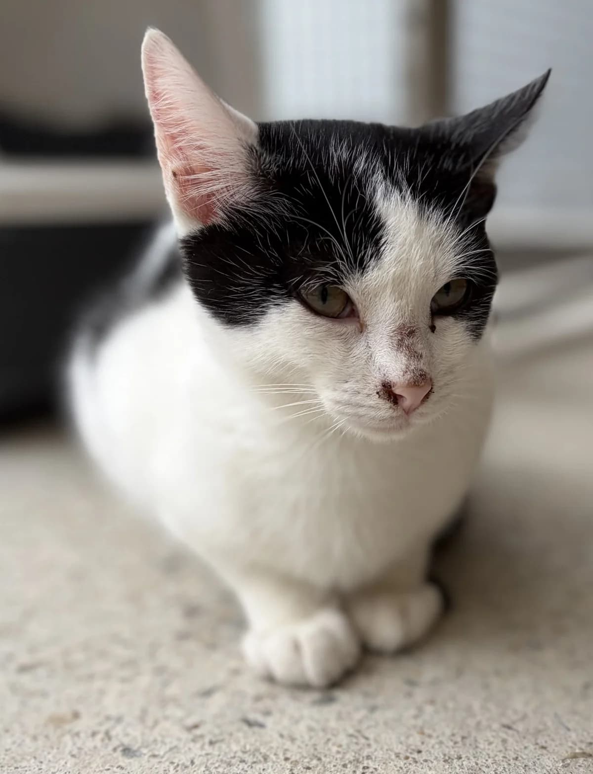 BABY-BOSS, male puppy European Shorthair for adoption at Le Refuge 61