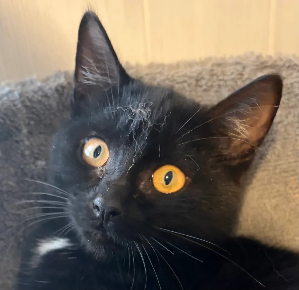 BABY GIRL, female puppy European Shorthair for adoption at Le Refuge 61