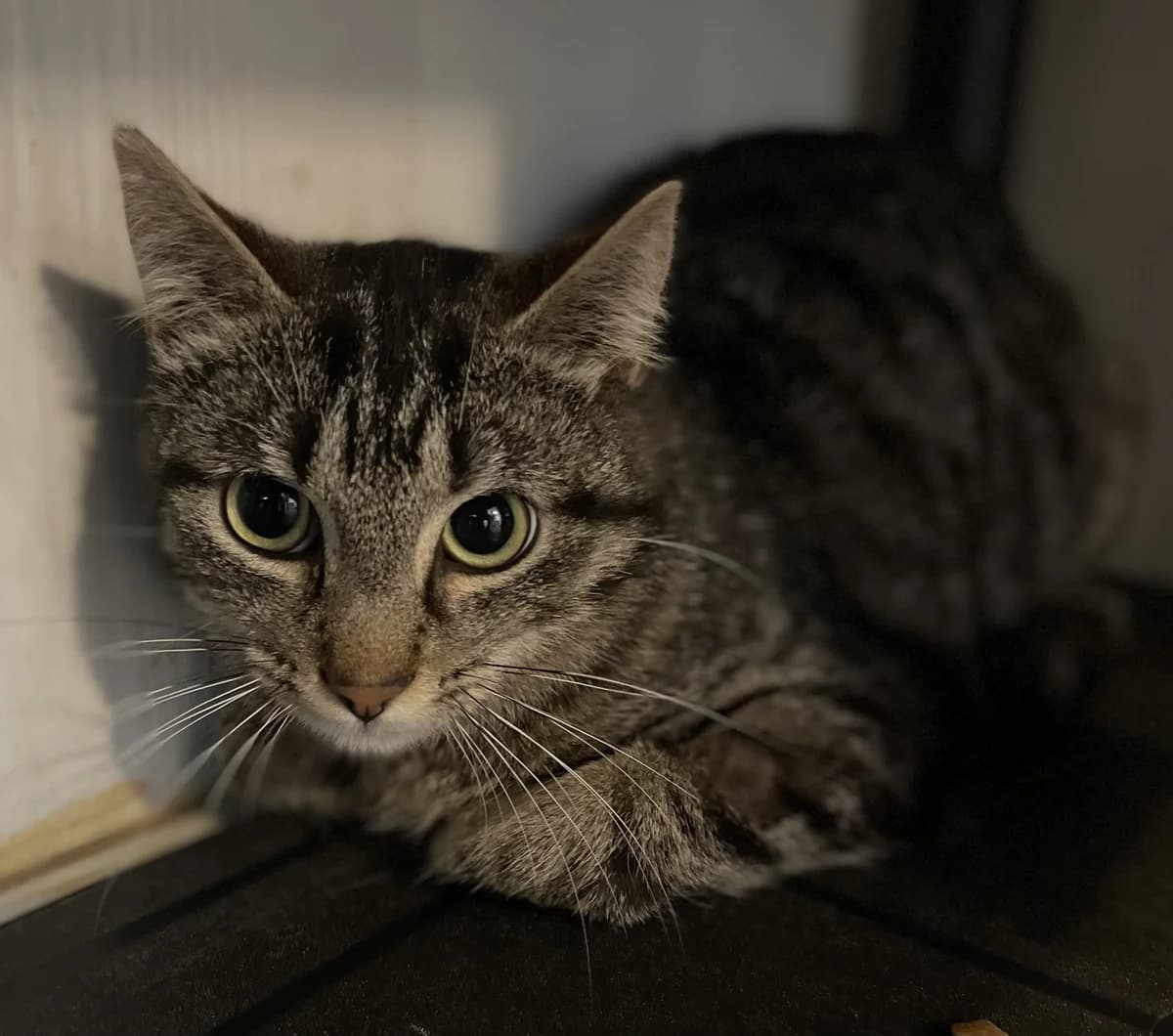 BACHATA, female 4yo European Shorthair for adoption at Le Refuge 61