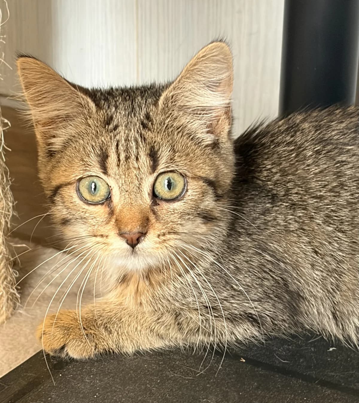 BAGAD, female puppy European Shorthair for adoption at Le Refuge 61