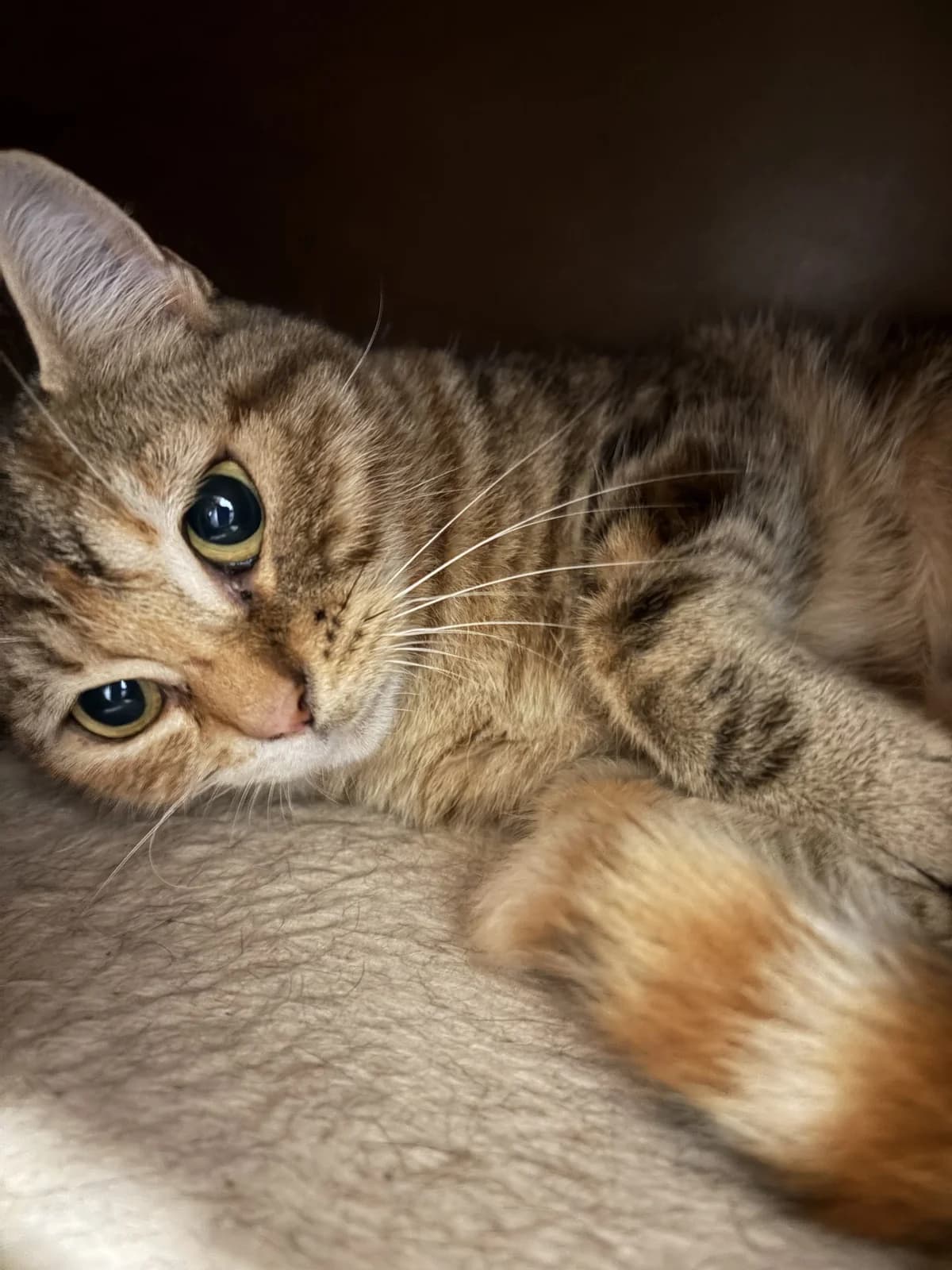 BEACH, female young European Shorthair for adoption at Le Refuge 61