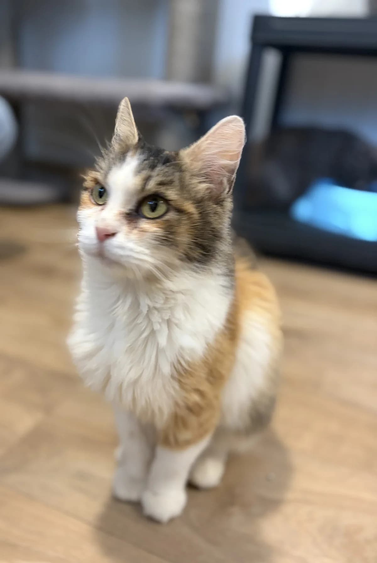 BELLILE, female 3yo European Shorthair for adoption at Le Refuge 61