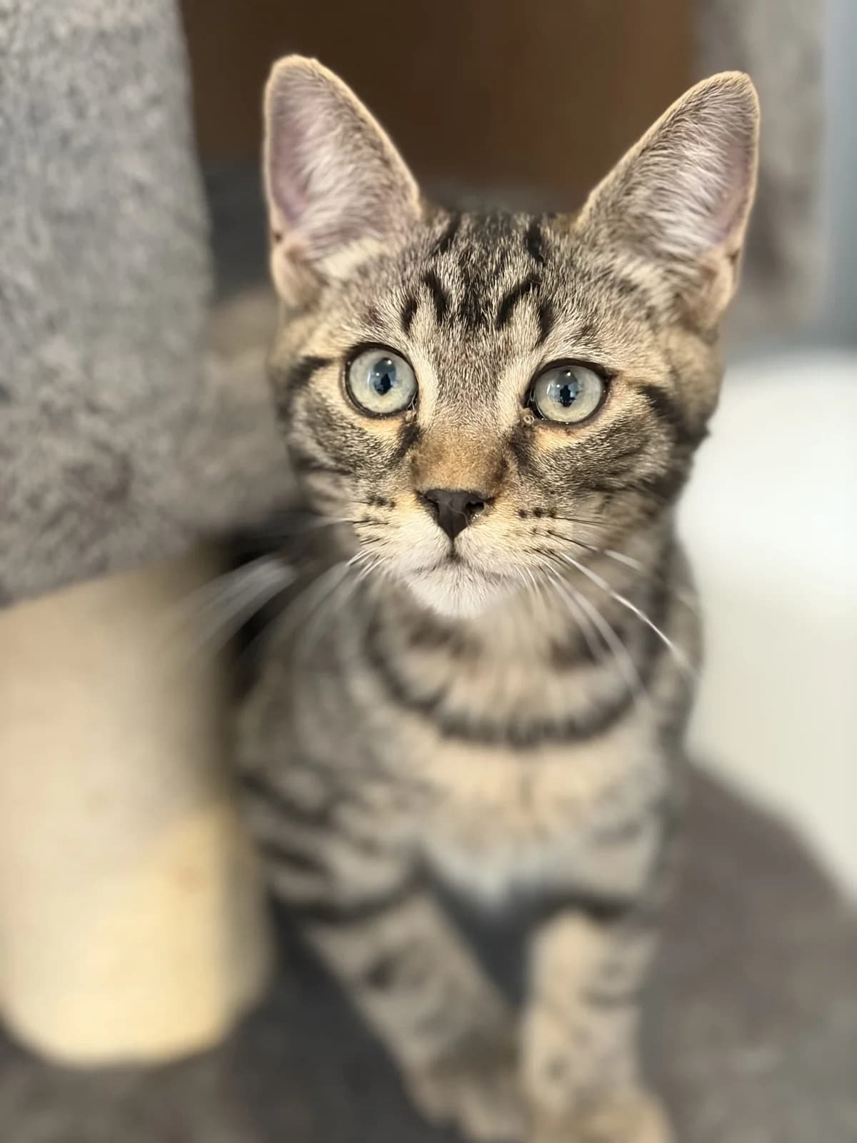 BERLIN, male puppy European Shorthair for adoption at Le Refuge 61