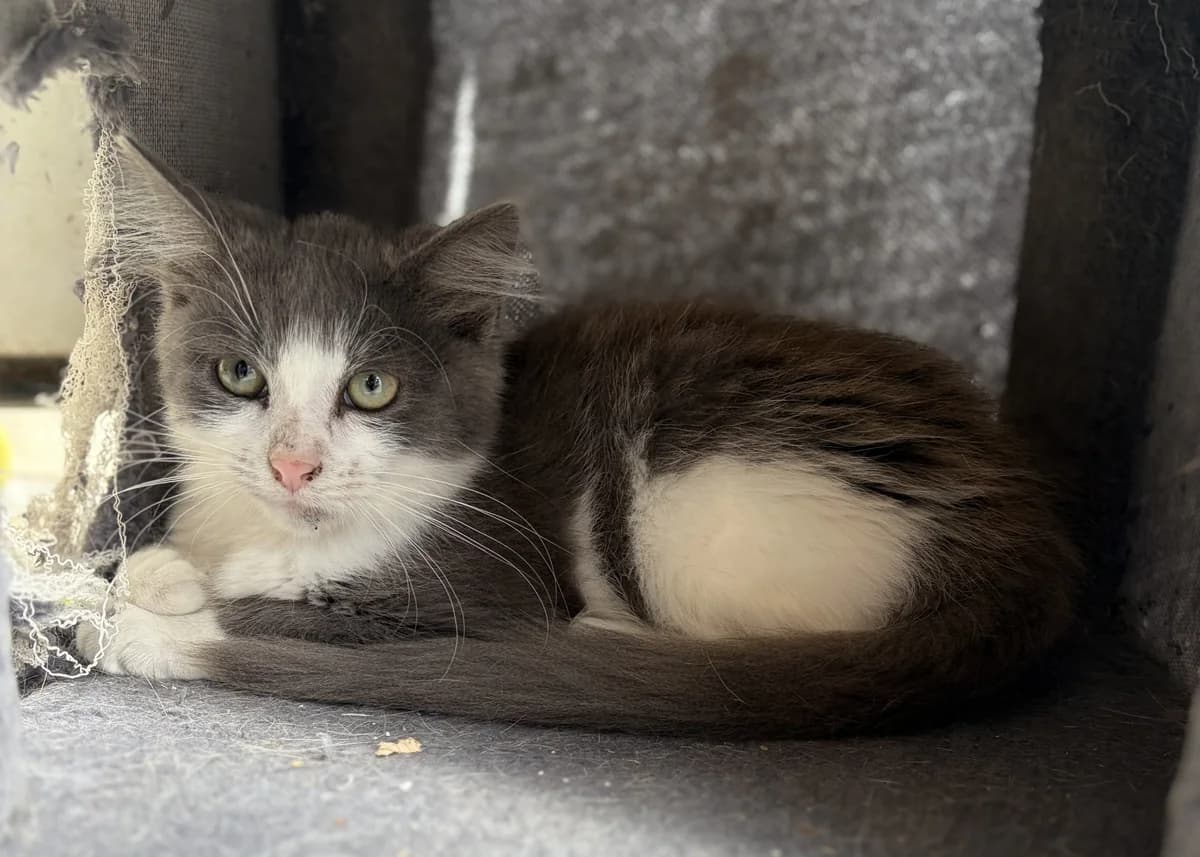 BIC, male puppy European Shorthair for adoption at Le Refuge 61