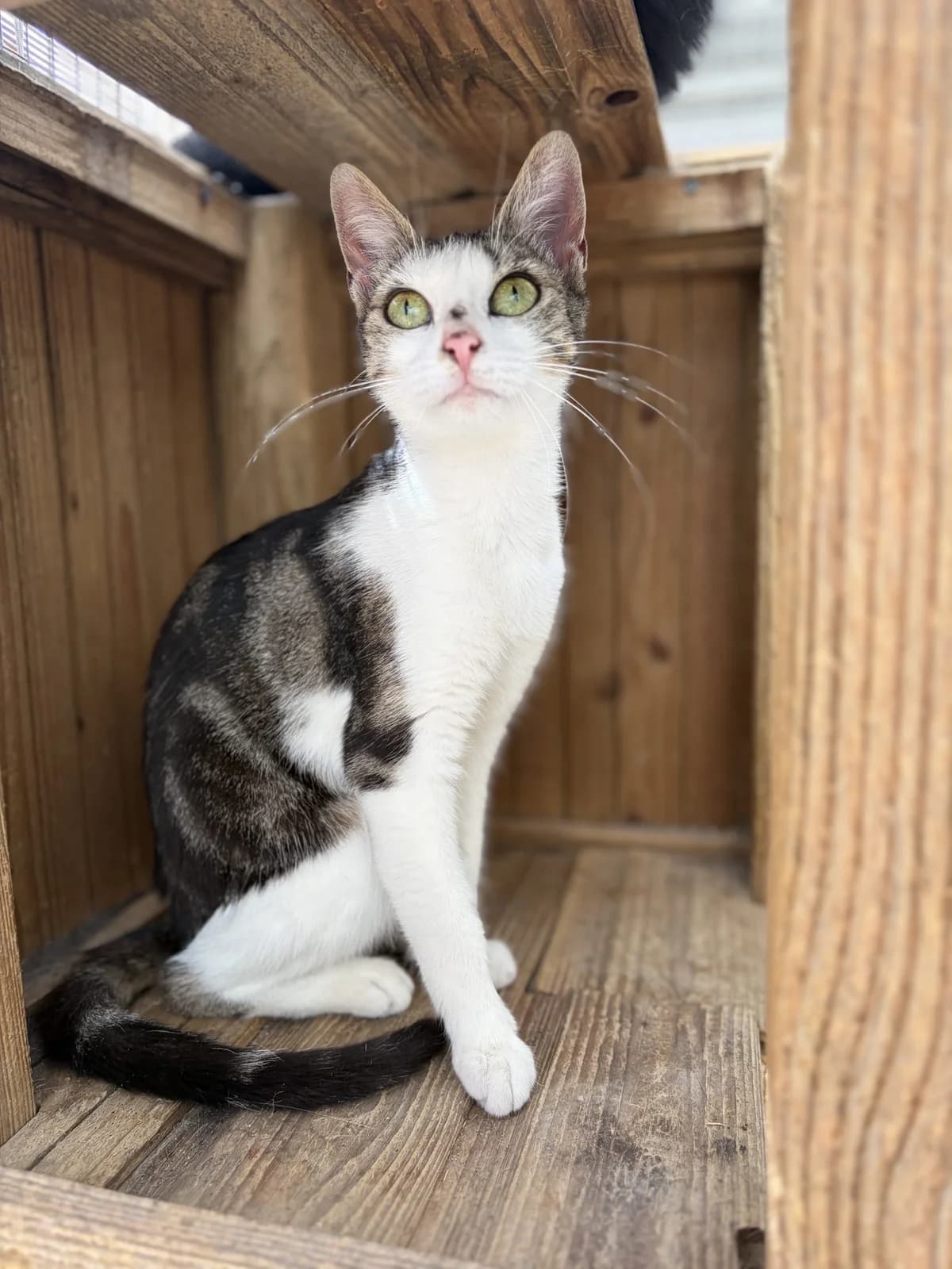 BIKINI, female young European Shorthair for adoption at Le Refuge 61