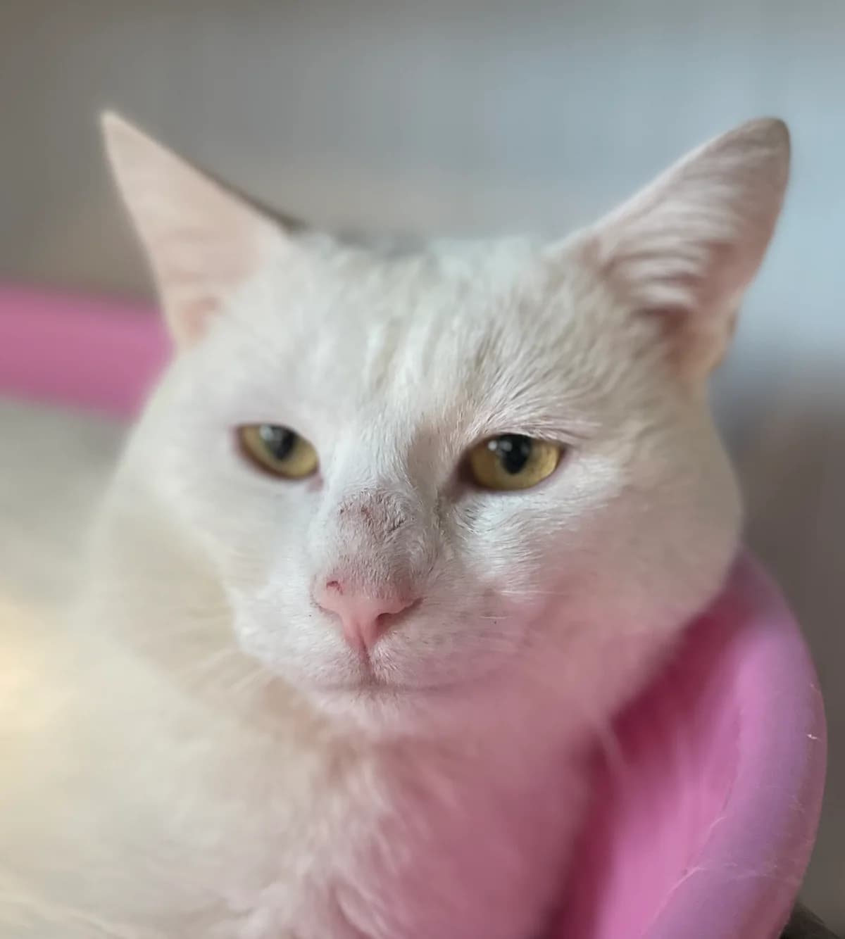 BLANCO, male 4yo European Shorthair for adoption at Le Refuge 61