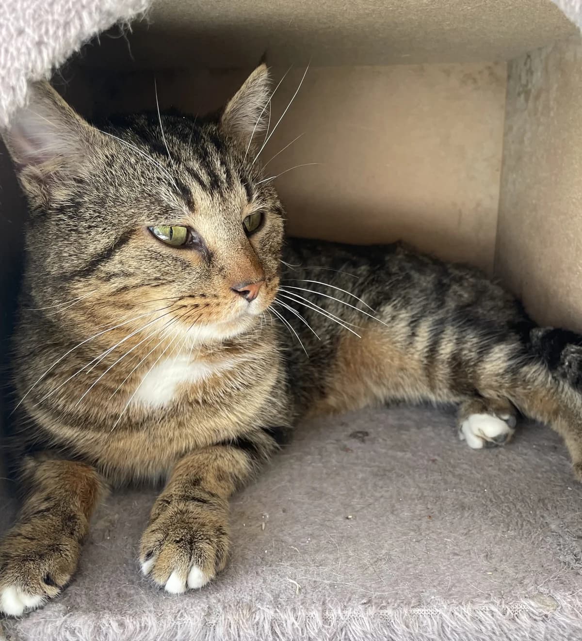 BLAZER, male 3yo European Shorthair for adoption at Le Refuge 61