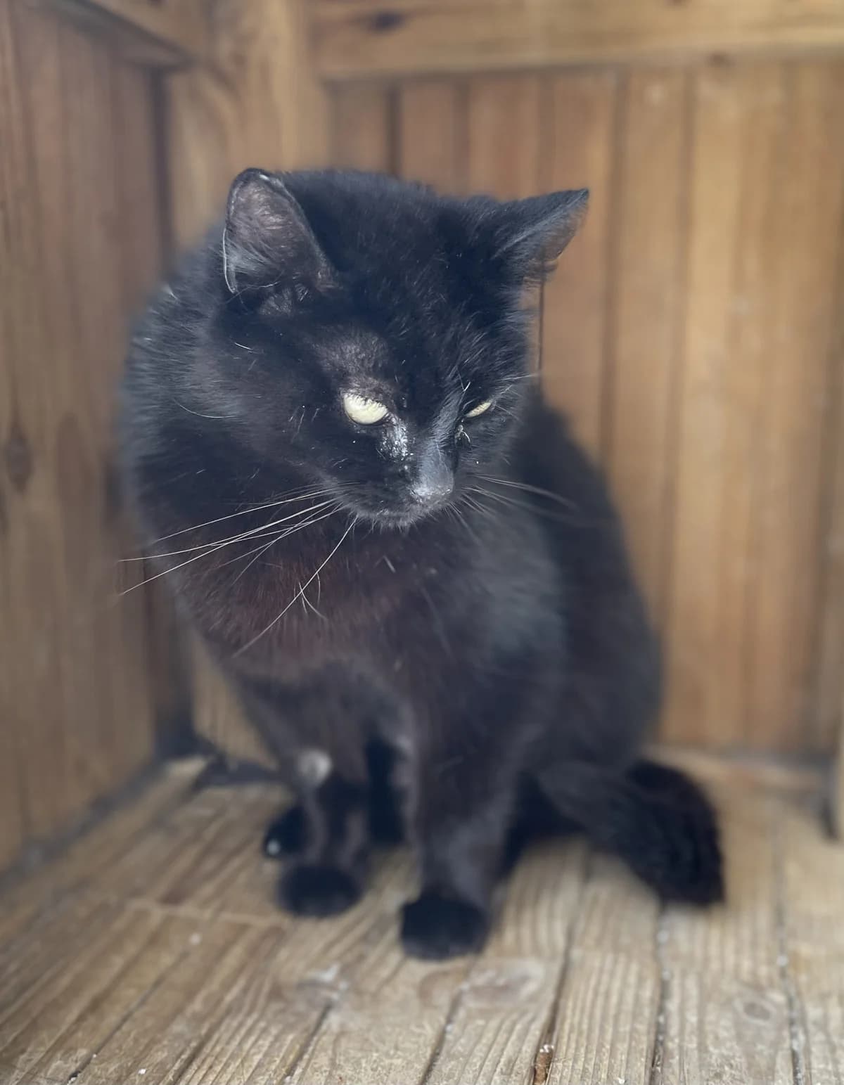 BOMBA, female 5yo European Shorthair for adoption at Le Refuge 61