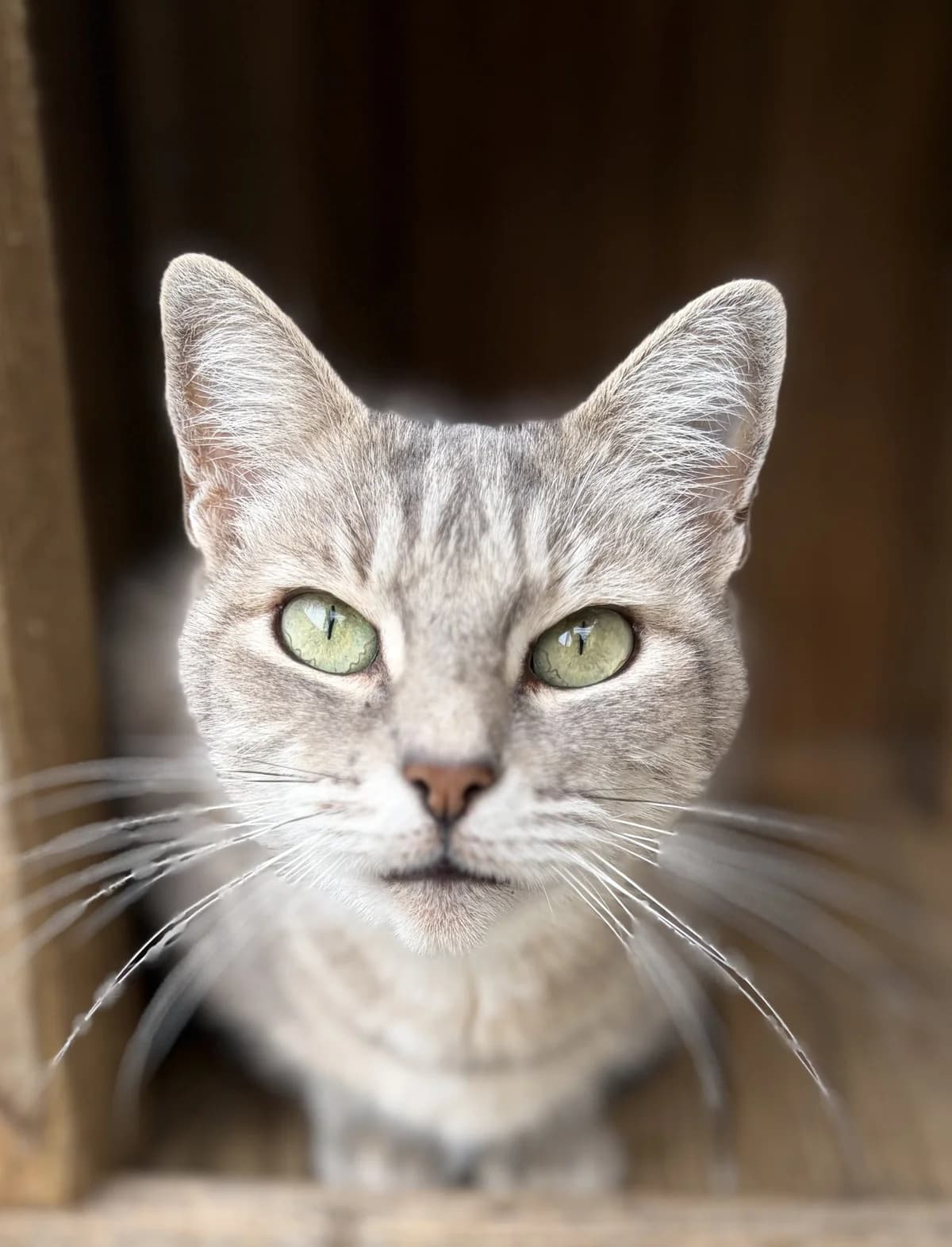 BRIAC, female 6yo European Shorthair for adoption at Le Refuge 61