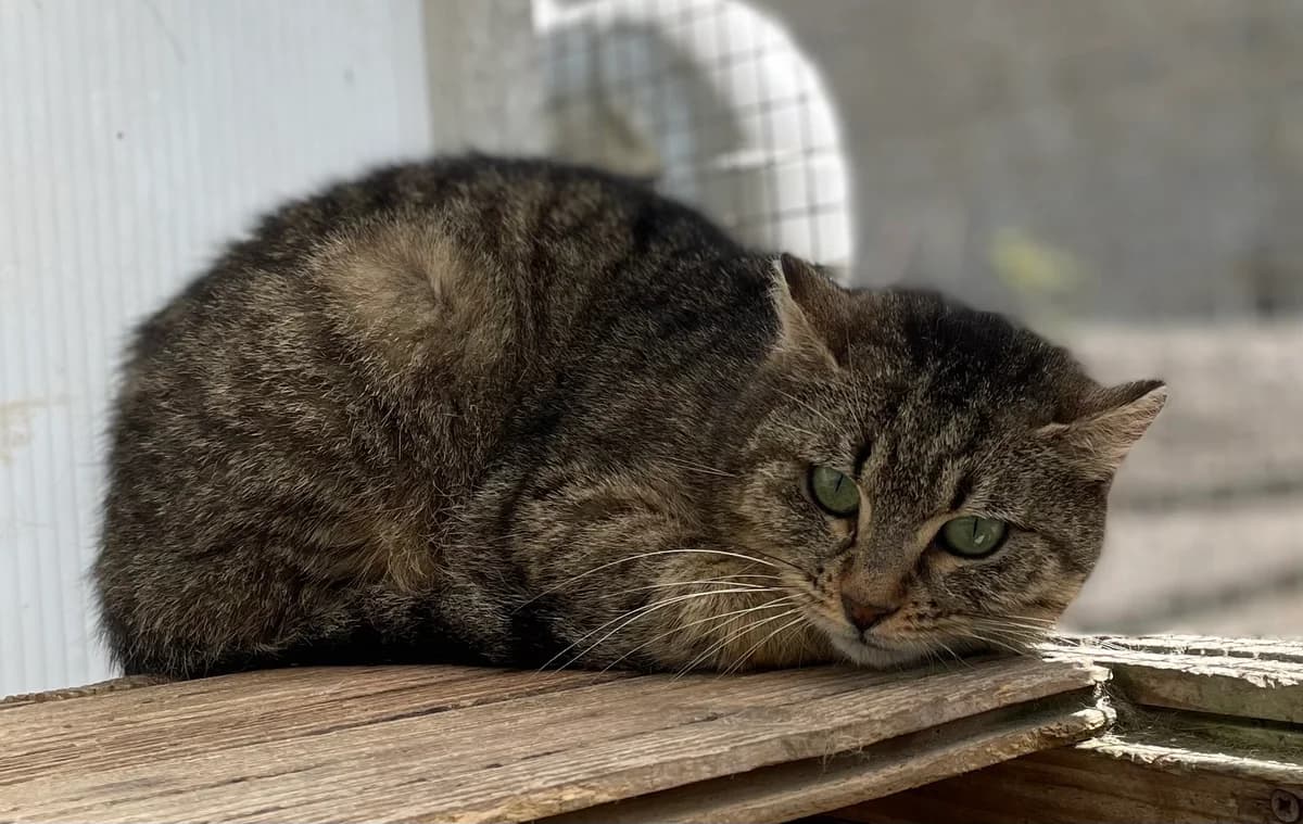 BRIDGET, female 5yo European Shorthair for adoption at Le Refuge 61