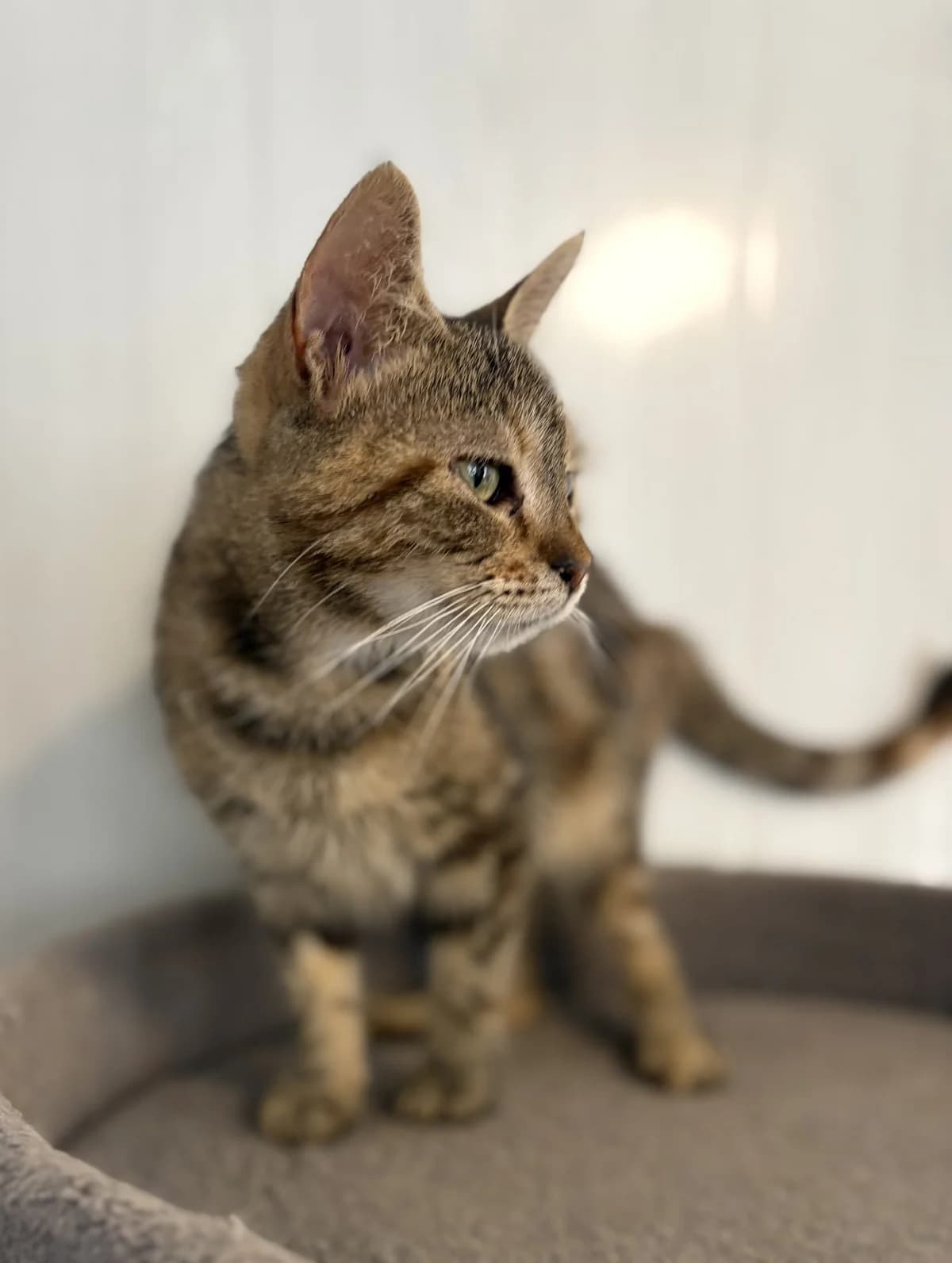 BRUME. (en convalescence), female young European Shorthair for adoption at Le Refuge 61