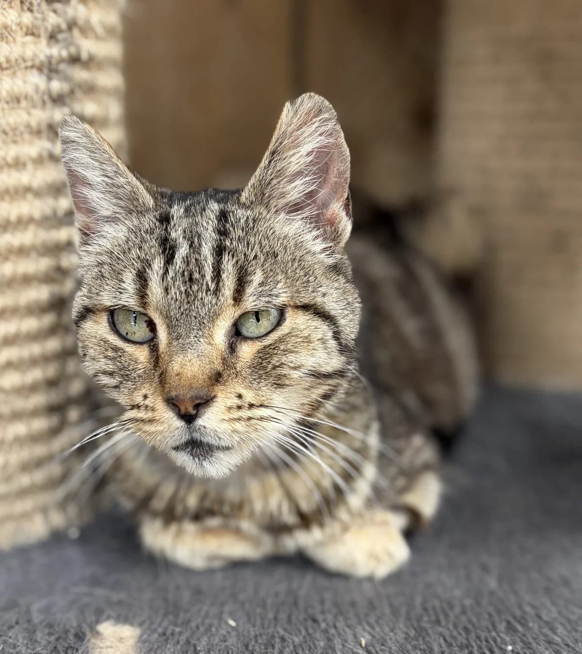 BULLE, female senior European Shorthair for adoption at Le Refuge 61