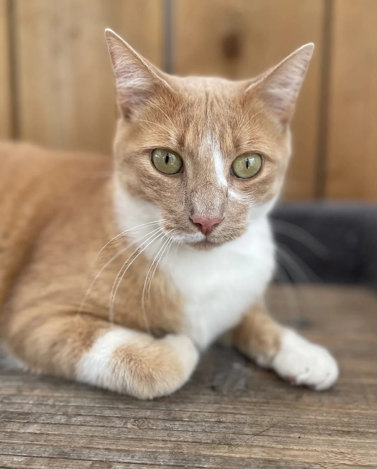 CARAMEL. (en convalescence), male young European Shorthair for adoption at Le Refuge 61