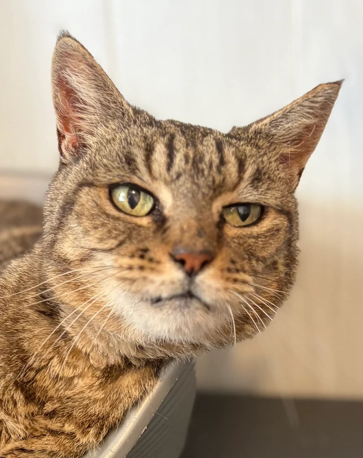 RAOUL. (en convalescence), female senior European Shorthair for adoption at Le Refuge 61