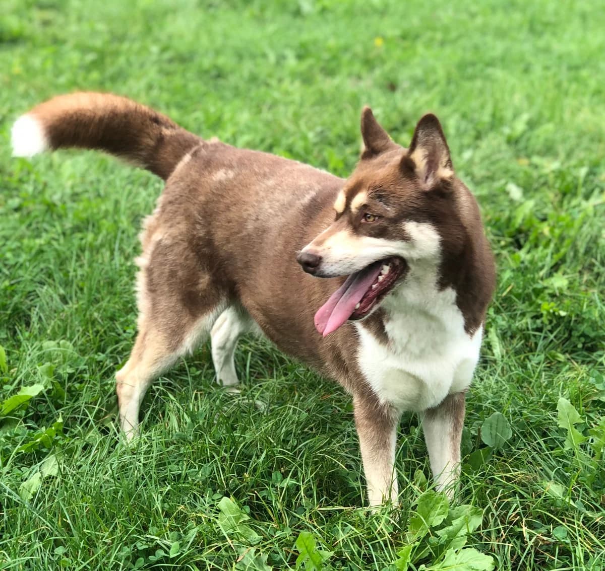 TORNADO, male 5yo Husky for adoption at Le Refuge 61