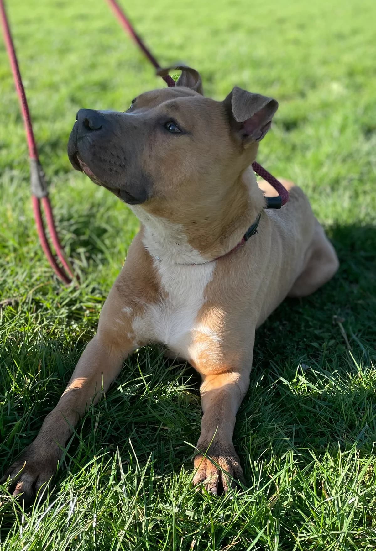 TYCO, male 3yo Labrador Retriever for adoption at Le Refuge 61