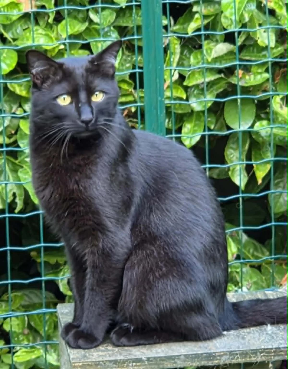 ANTALÈS et ANTARCTIQUE, Mixed Breed (L)