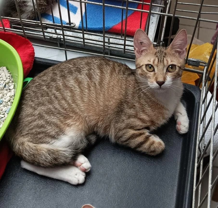 ARMSTRONG, male young Mixed Breed for adoption at L