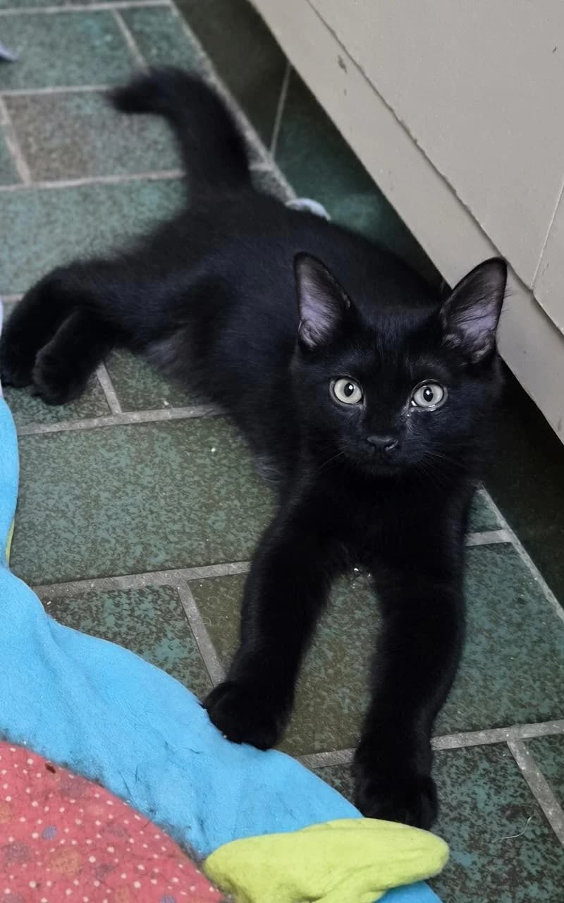 BRUNE, female puppy Mixed Breed for adoption at L