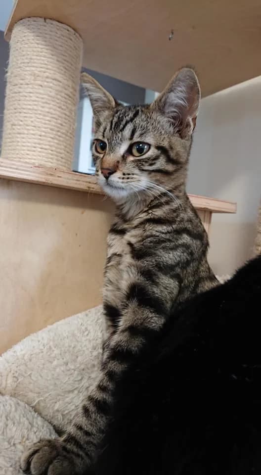 OCELOT, male senior Mixed Breed for adoption at L