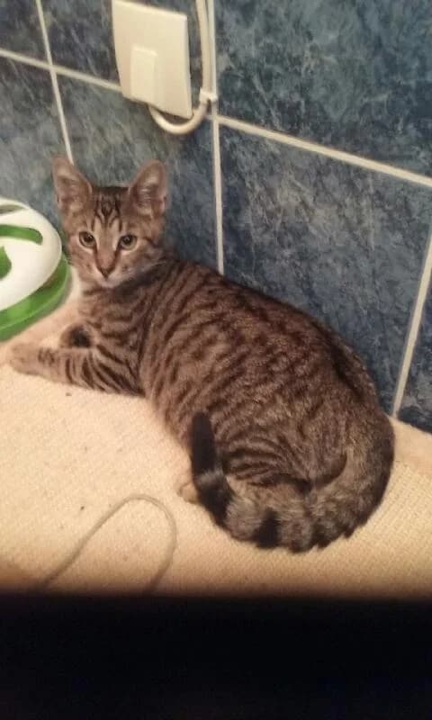 SIRKUS, Mixed Breed (L)