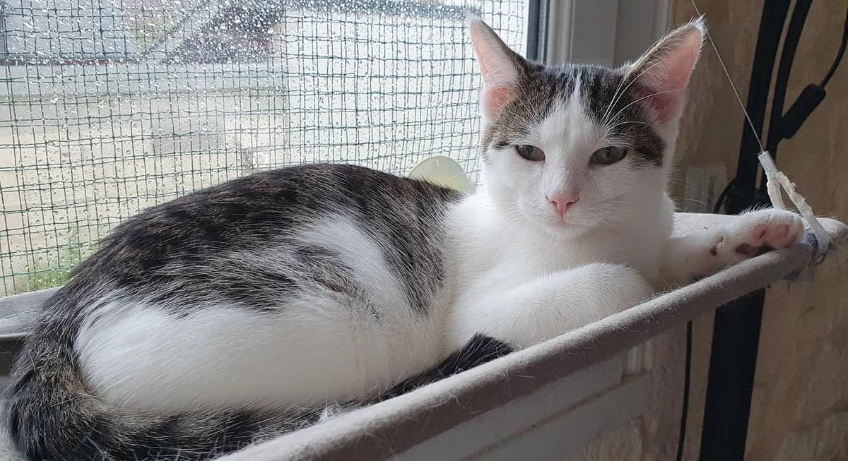 SIRKUS, male 5yo Mixed Breed for adoption at L