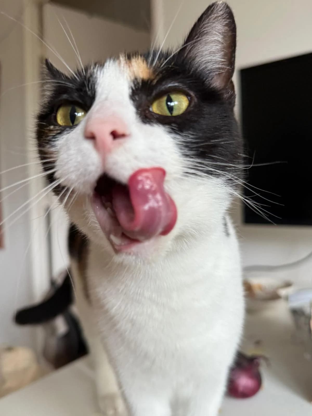 CHICOREE,  Mixed Breed for adoption at Le Chat Doc