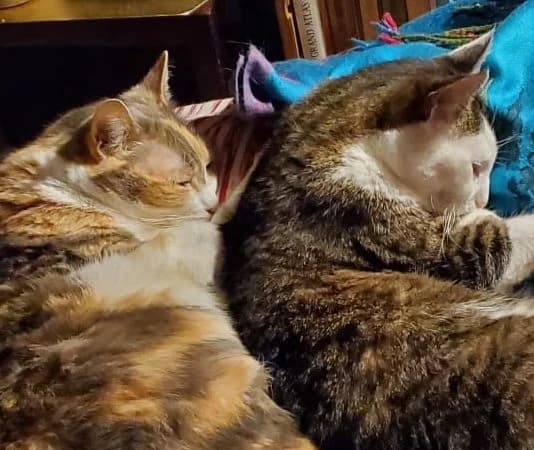ALTMAN et ZEPHYR,  Mixed Breed for adoption at Le Chat Doc