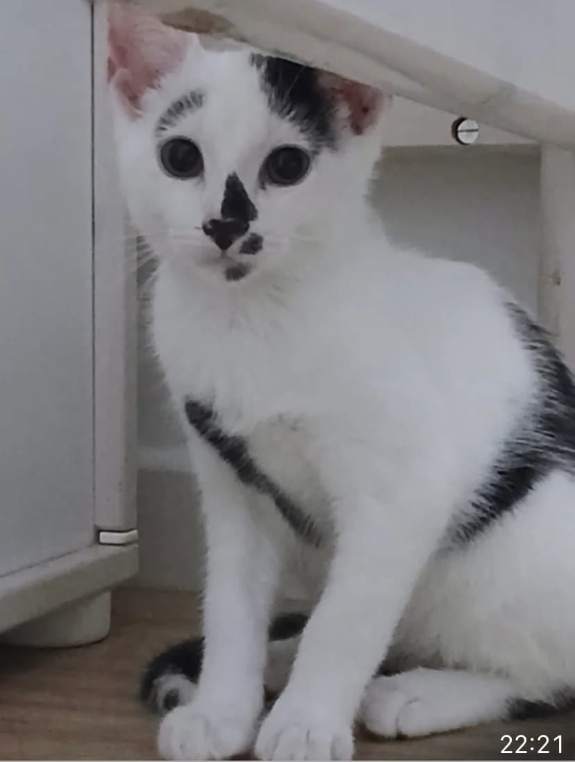 ANDY WARHOL,  Mixed Breed for adoption at Le Chat Doc