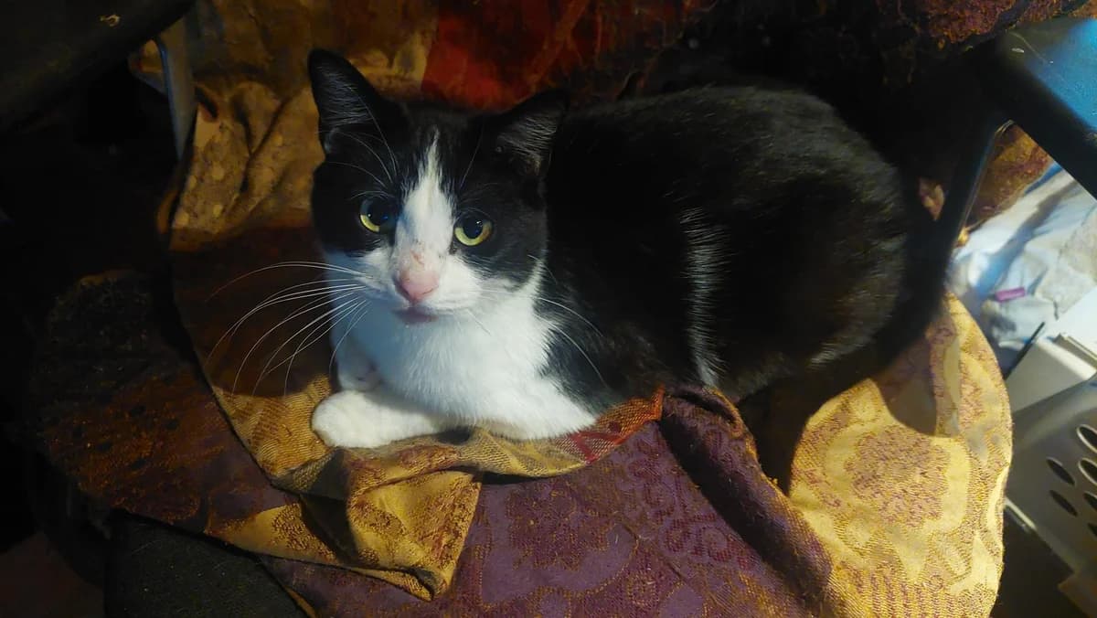 APRIL,  Mixed Breed for adoption at Le Chat Doc