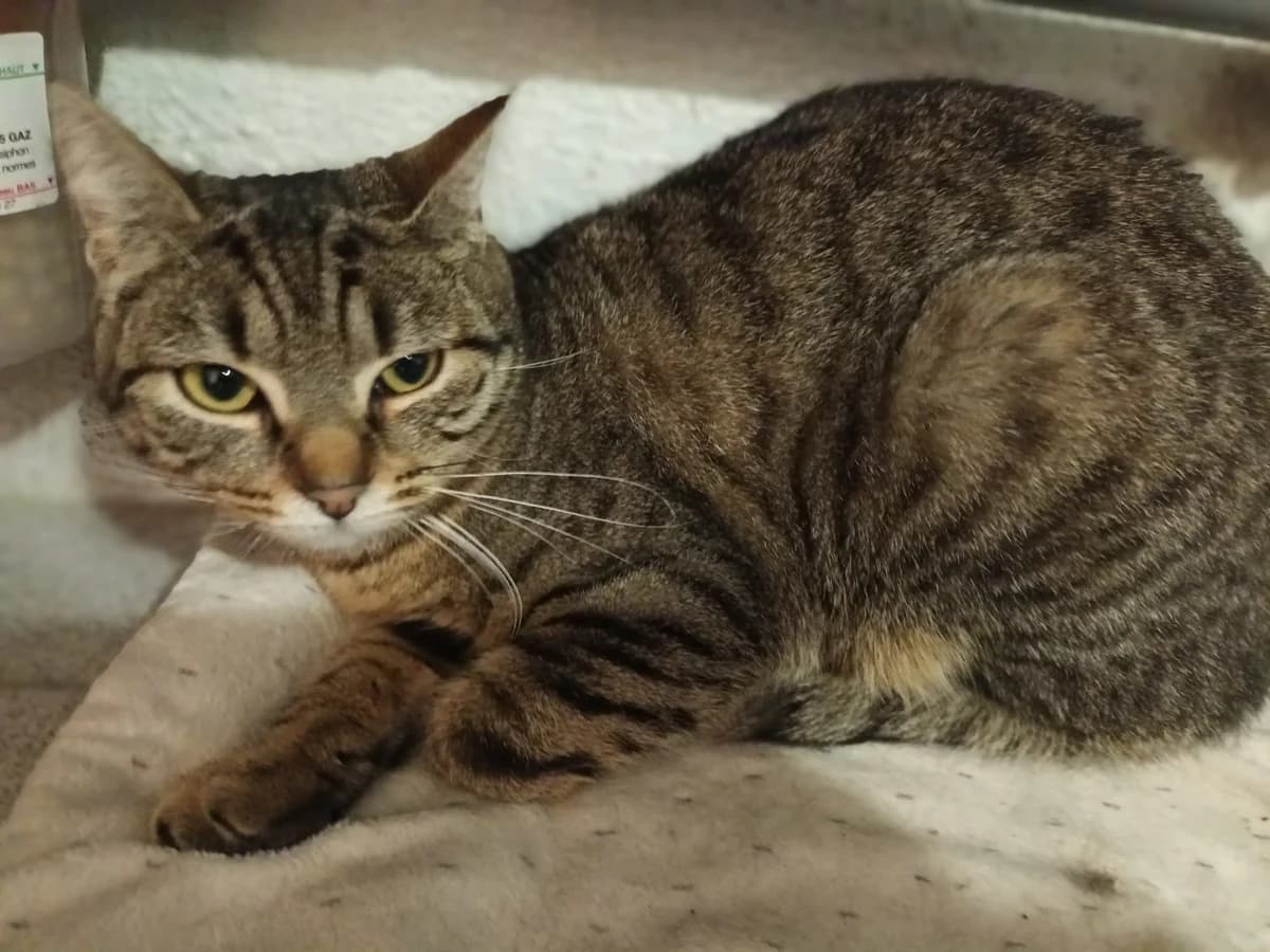 ORACLE,  Mixed Breed for adoption at Le Chat Doc
