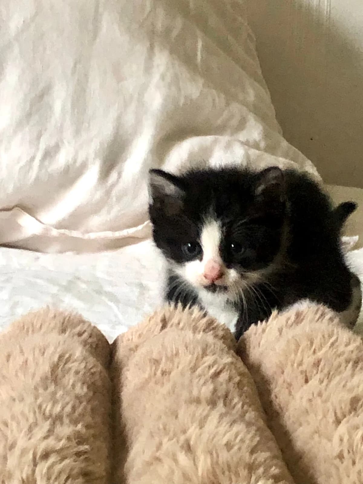 BAKA, Mixed Breed for adoption at Le Chat Doc