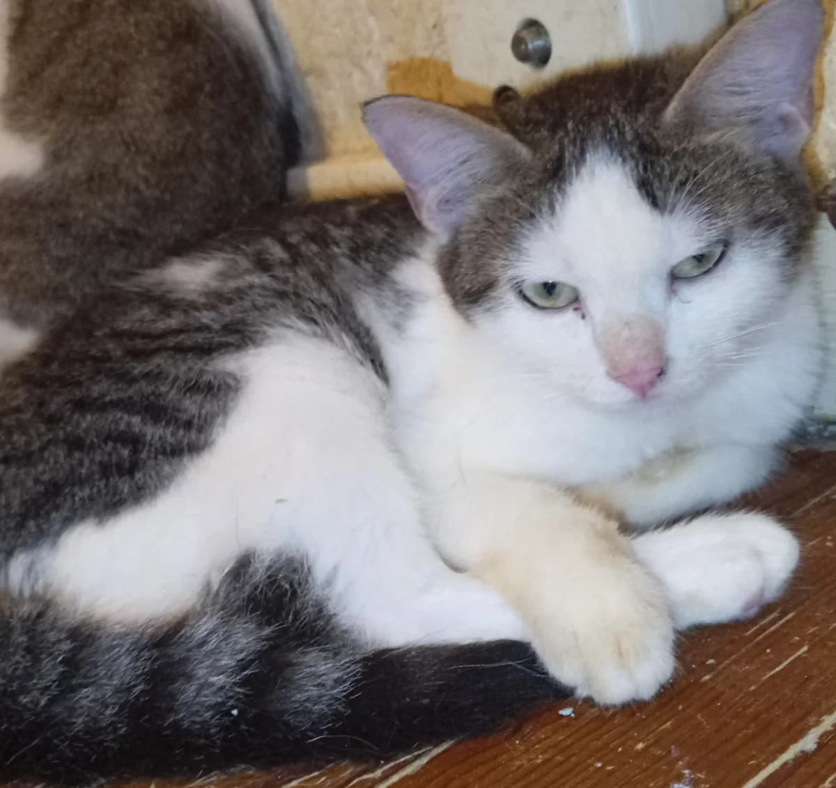 BARRY,  Mixed Breed for adoption at Le Chat Doc