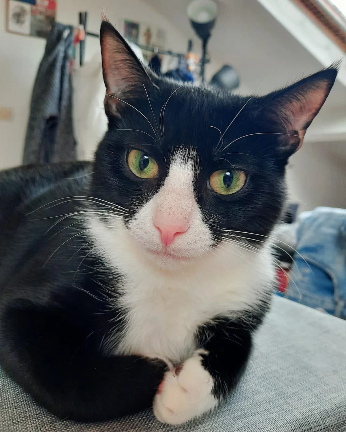BIDULE,  Mixed Breed for adoption at Le Chat Doc