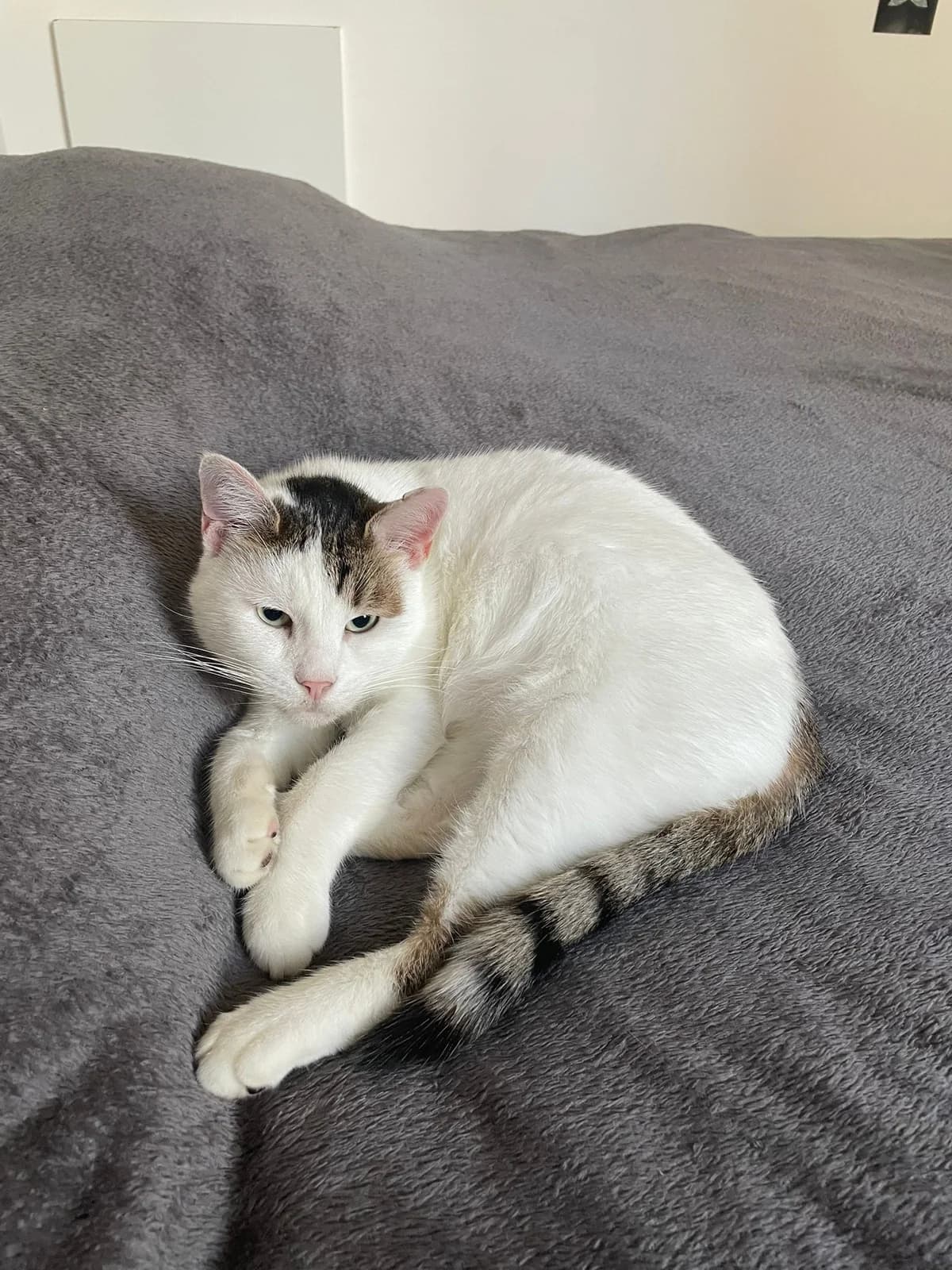 BIMBO,  Mixed Breed for adoption at Le Chat Doc