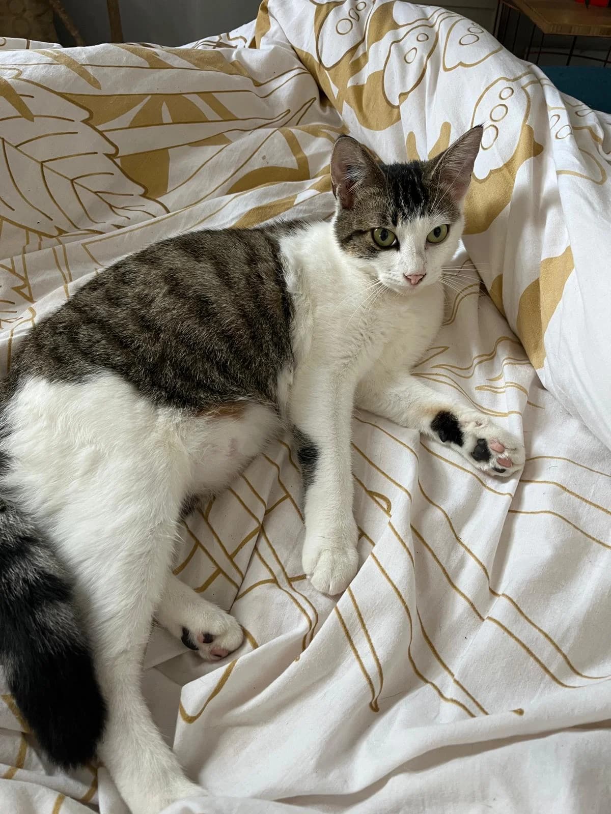 BOUTEILLE,  Mixed Breed for adoption at Le Chat Doc