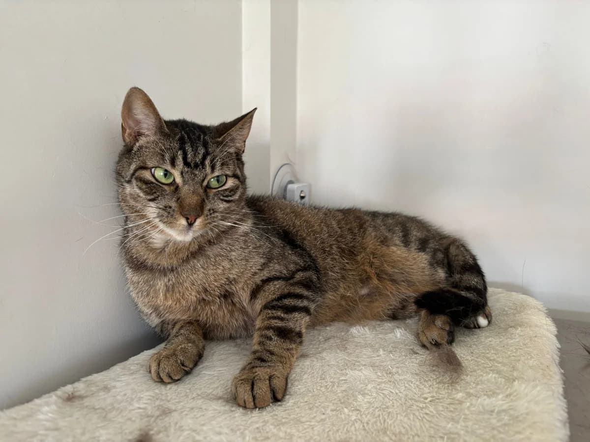 CARAMBA,  Mixed Breed for adoption at Le Chat Doc