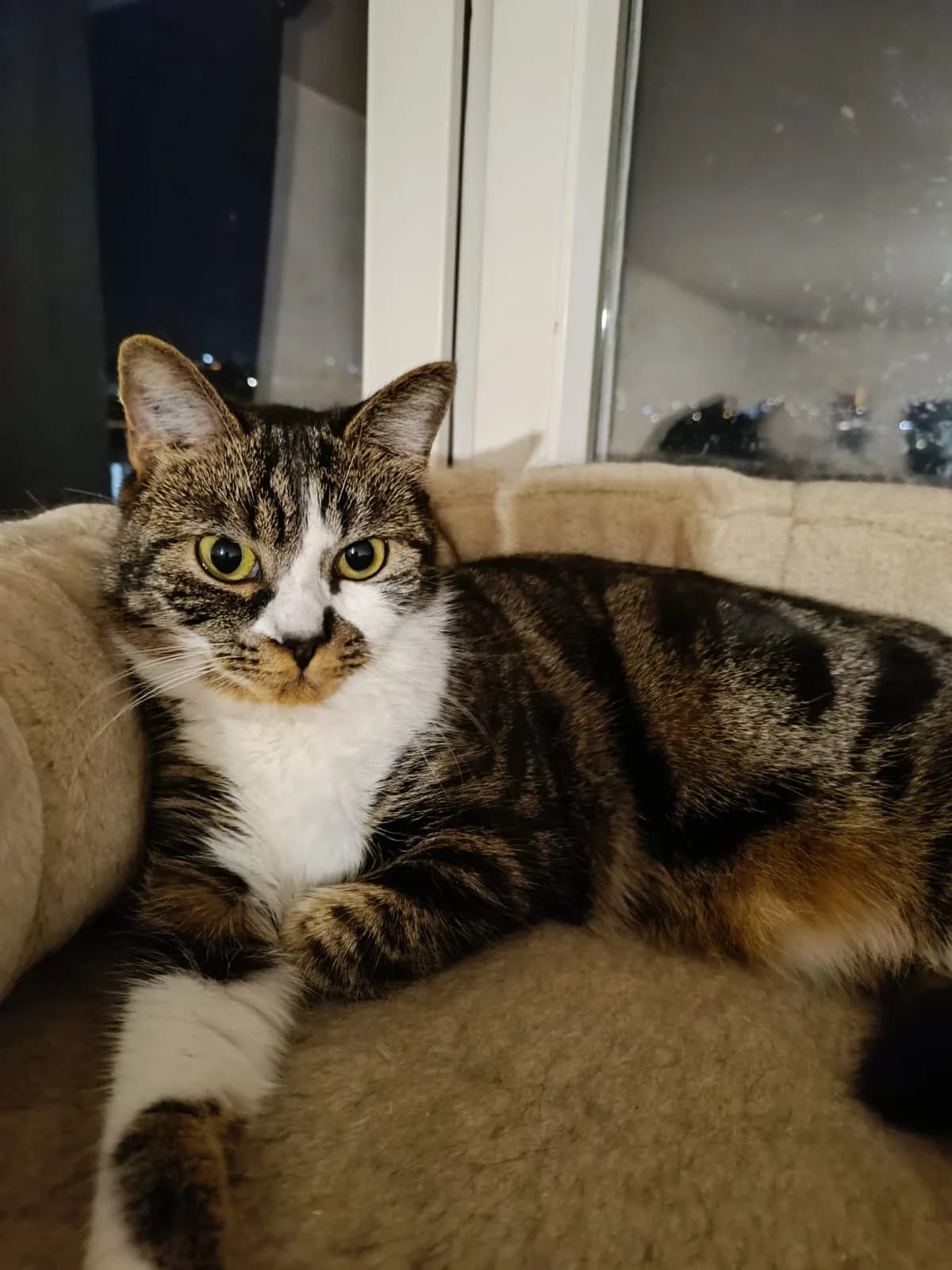 CARTOON,  Mixed Breed for adoption at Le Chat Doc