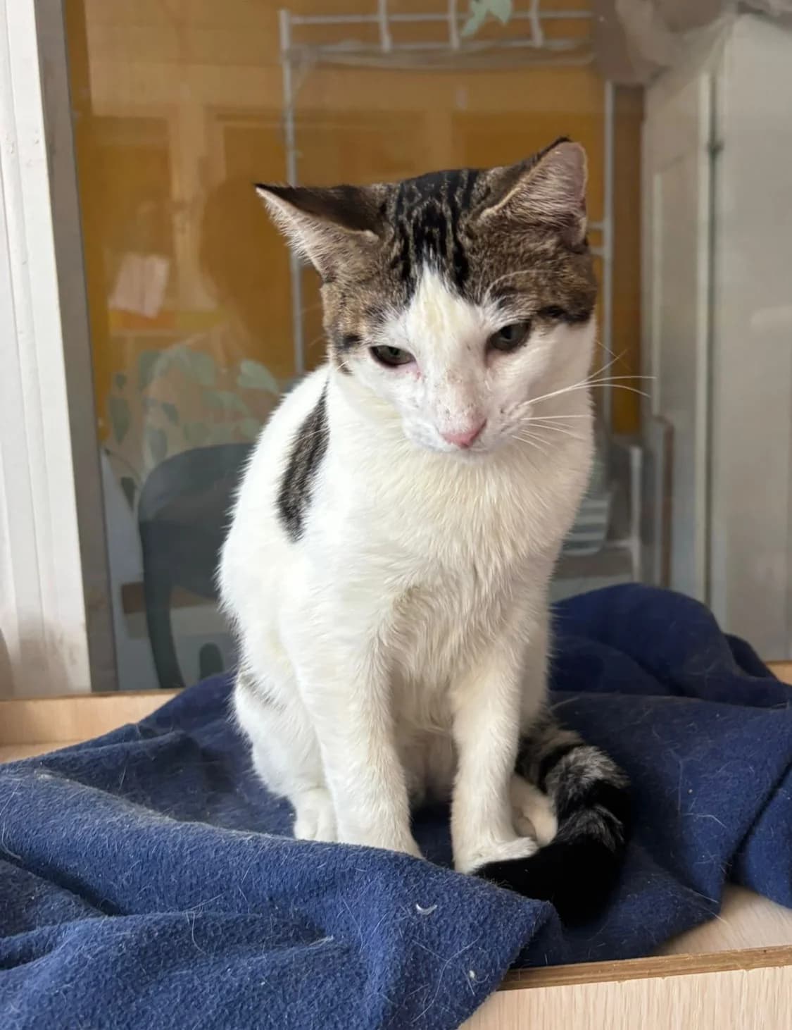 CESAR de G,  Mixed Breed for adoption at Le Chat Doc