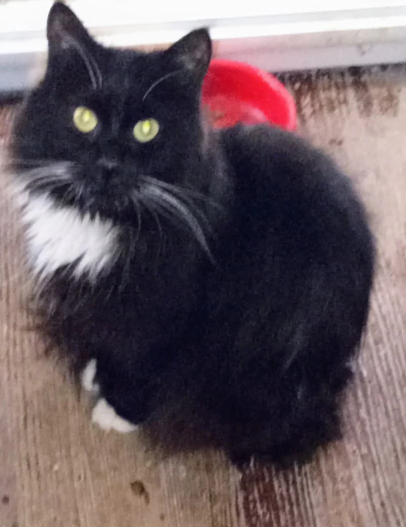 CHAHINE,  Mixed Breed for adoption at Le Chat Doc