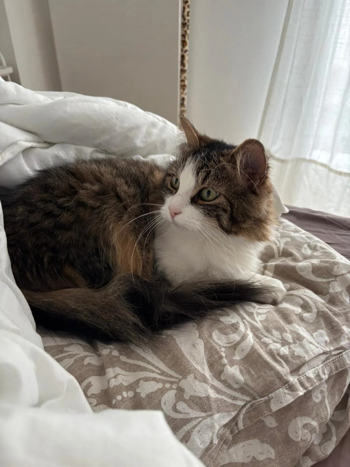 CHIPIE,  Mixed Breed for adoption at Le Chat Doc