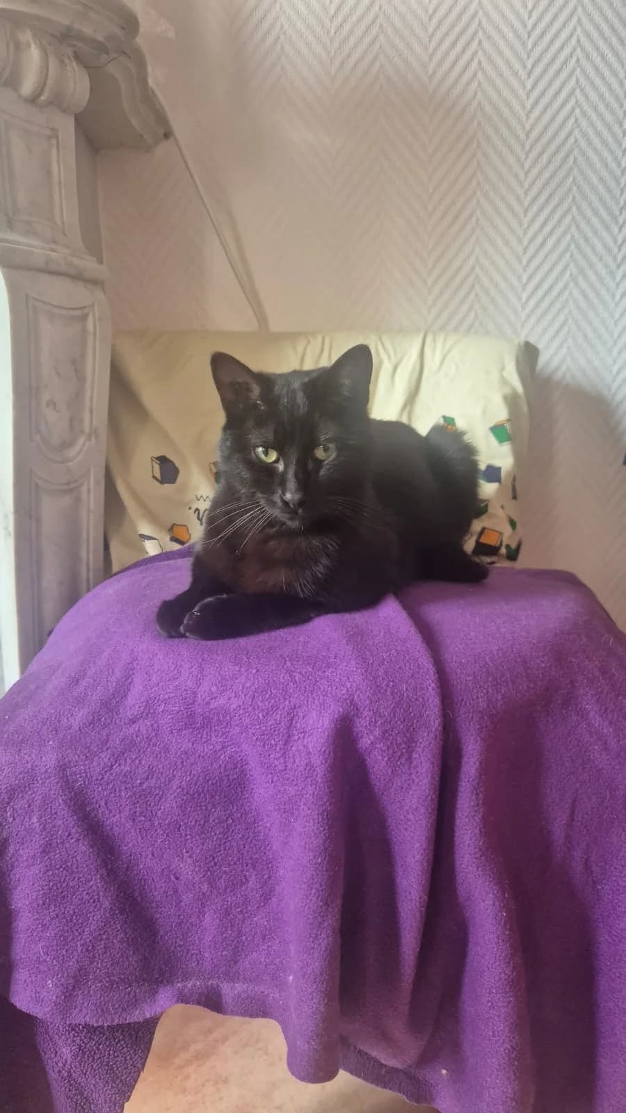 CHIRAZ,  Mixed Breed for adoption at Le Chat Doc