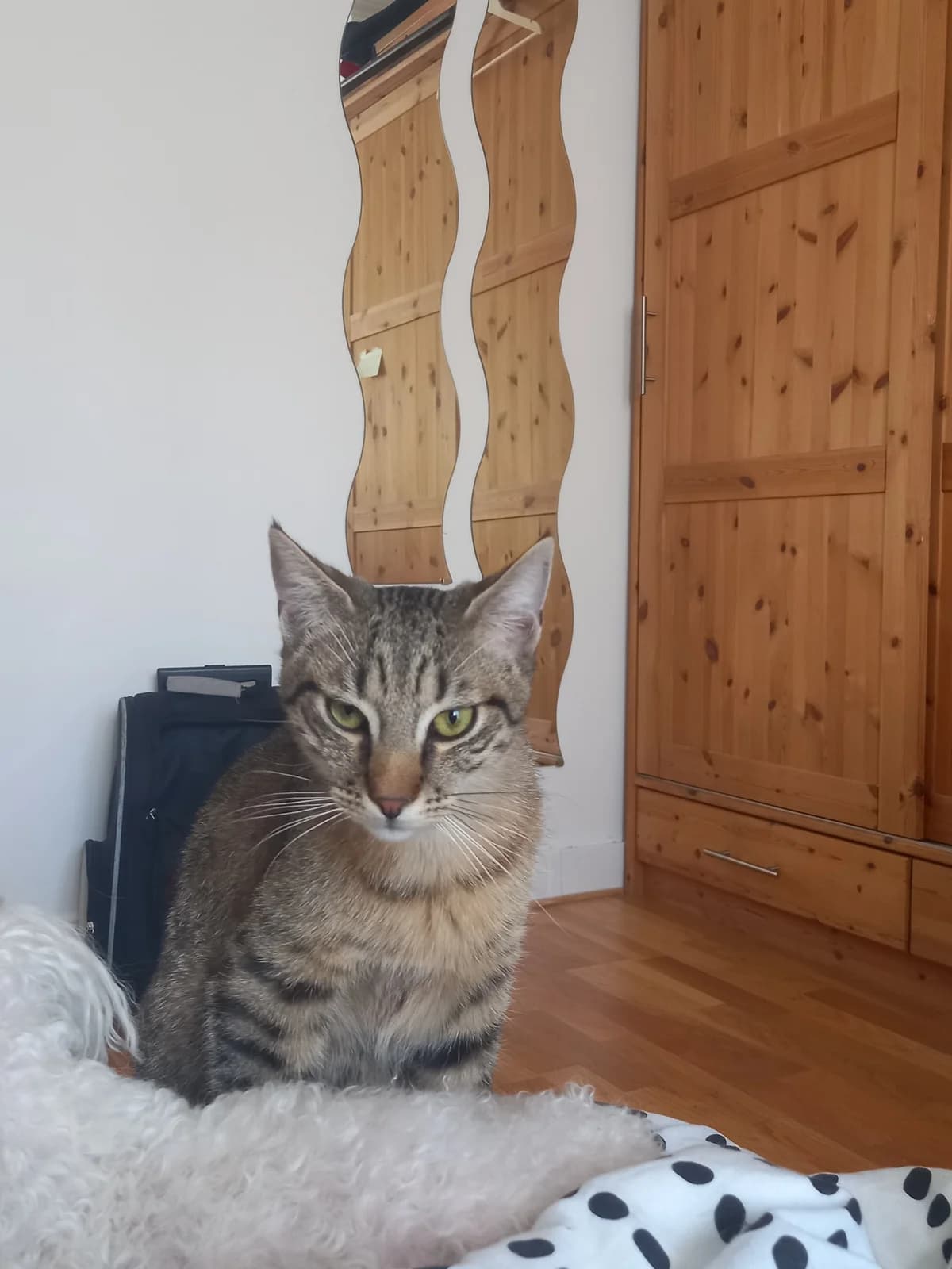 COCOBONGO,  Mixed Breed for adoption at Le Chat Doc